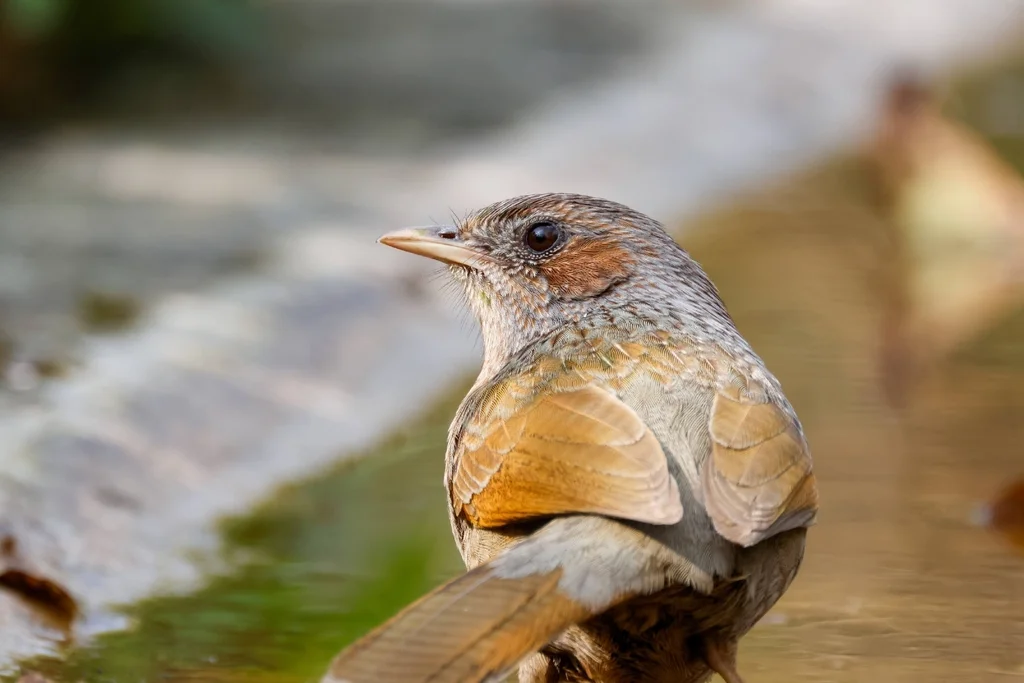 细纹噪鹛(Trochalopteron lineatum)