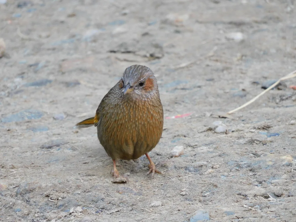 细纹噪鹛(Trochalopteron lineatum)