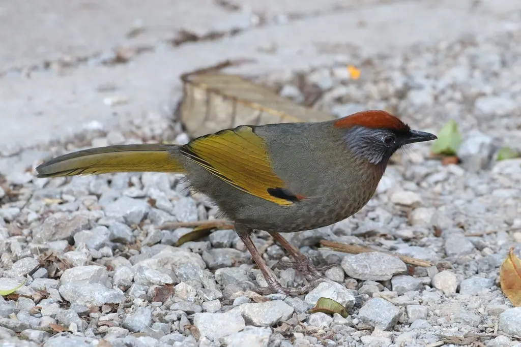 银耳噪鹛(Trochalopteron melanostigma)