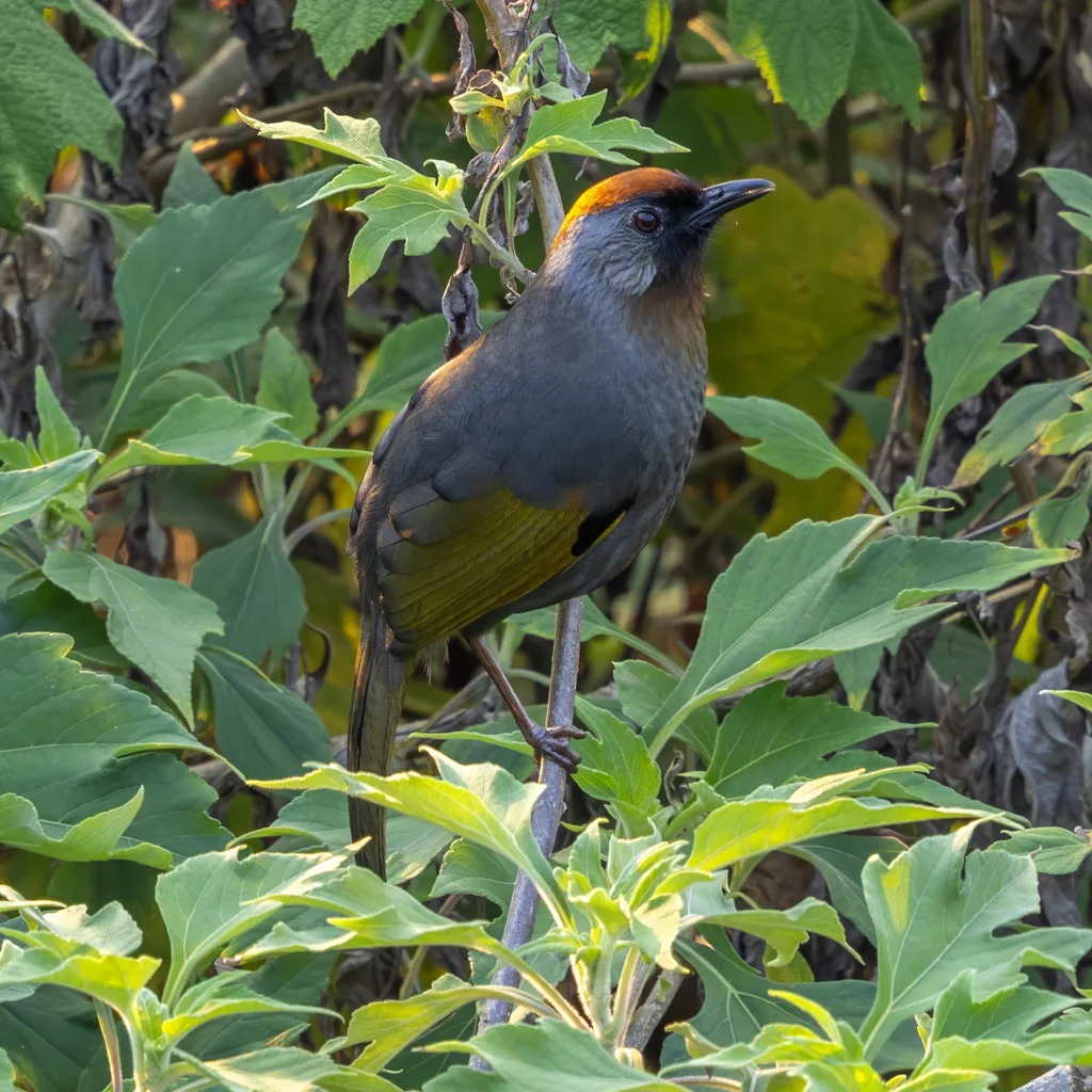 银耳噪鹛(Trochalopteron melanostigma)