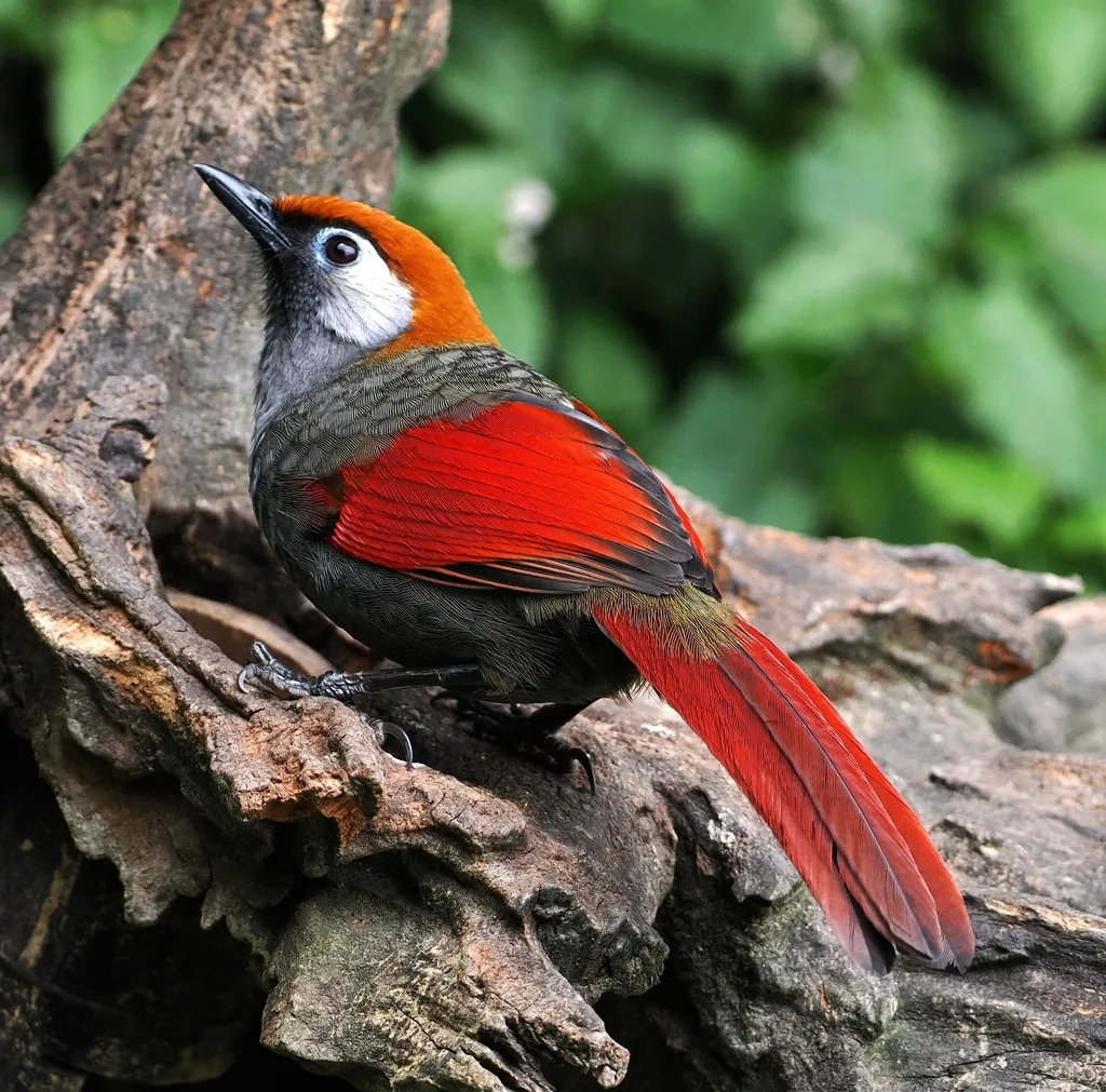 赤尾噪鹛(Trochalopteron milnei)