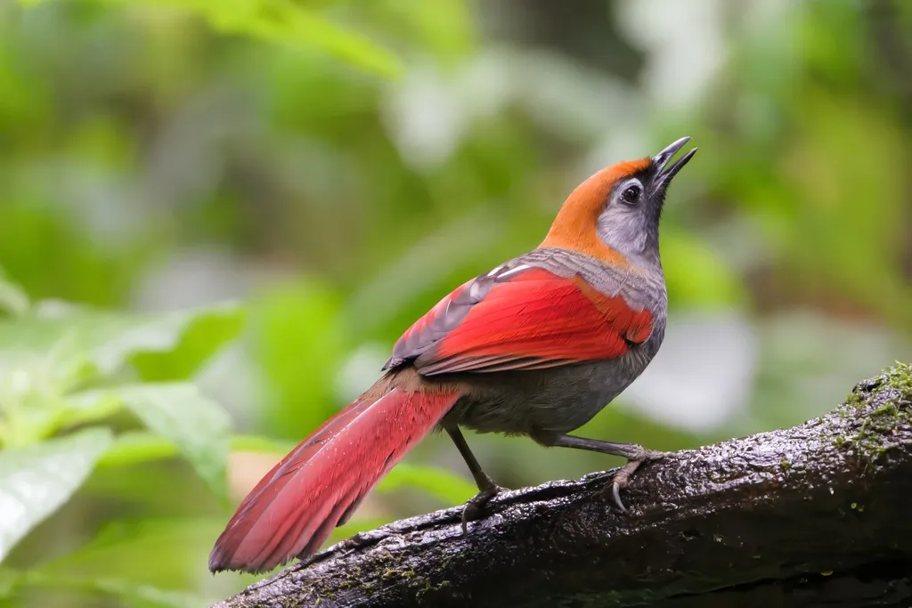 赤尾噪鹛(Trochalopteron milnei)