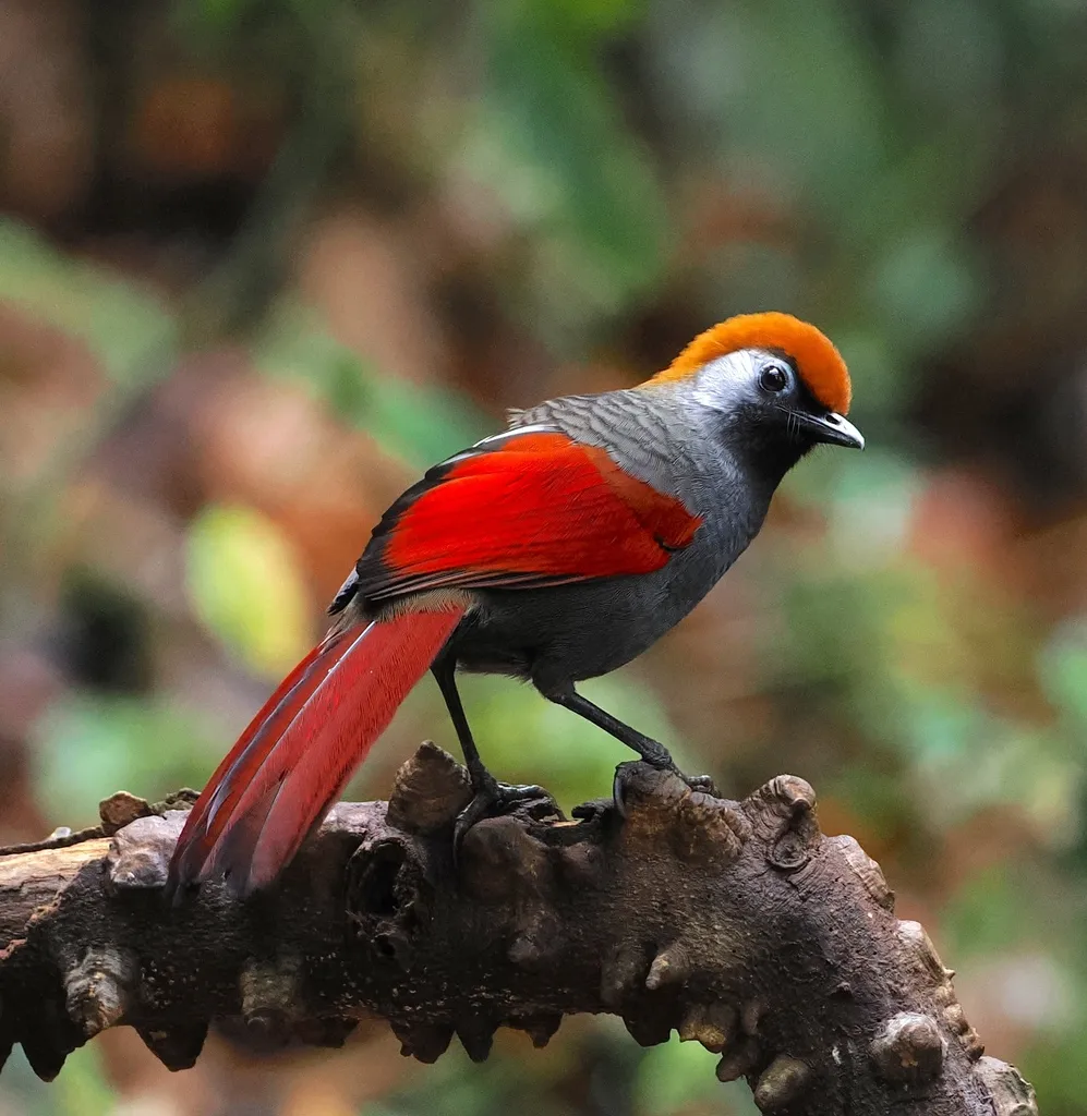 赤尾噪鹛(Trochalopteron milnei)