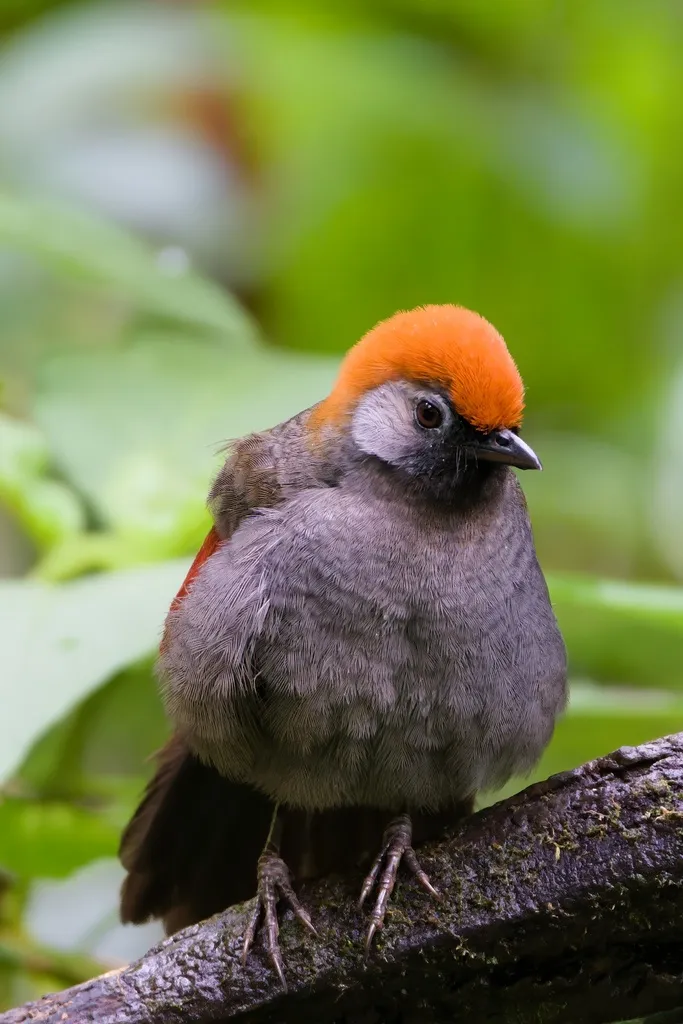 赤尾噪鹛(Trochalopteron milnei)