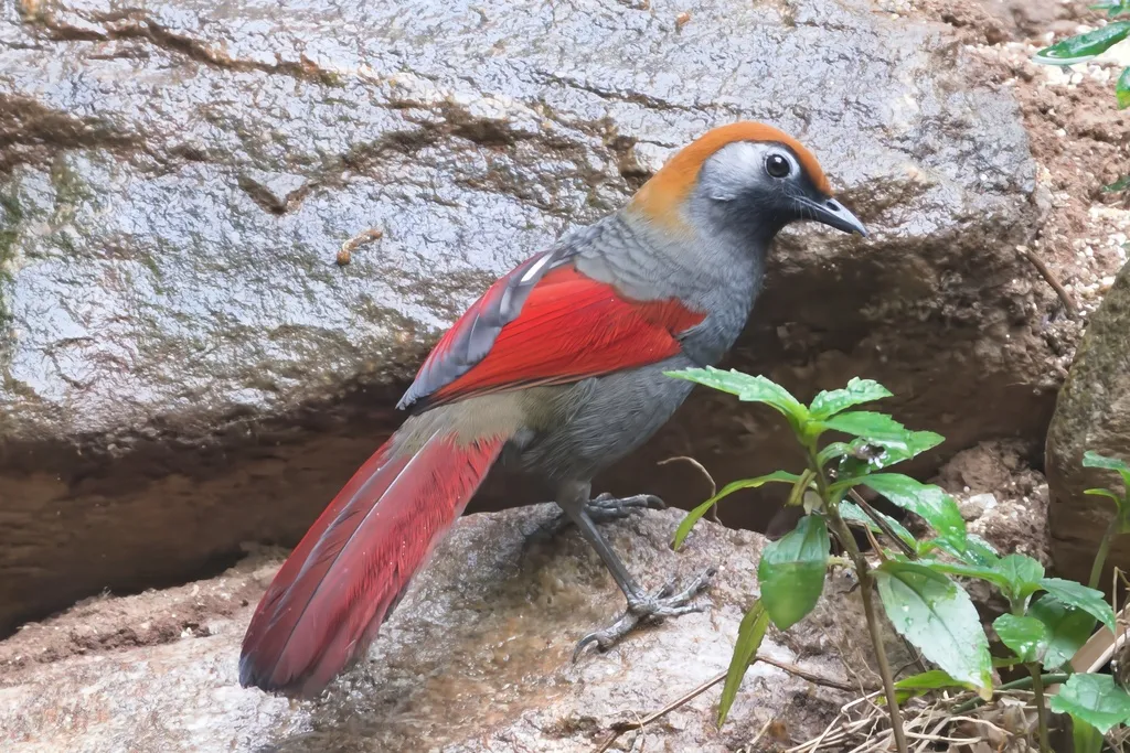 赤尾噪鹛(Trochalopteron milnei)