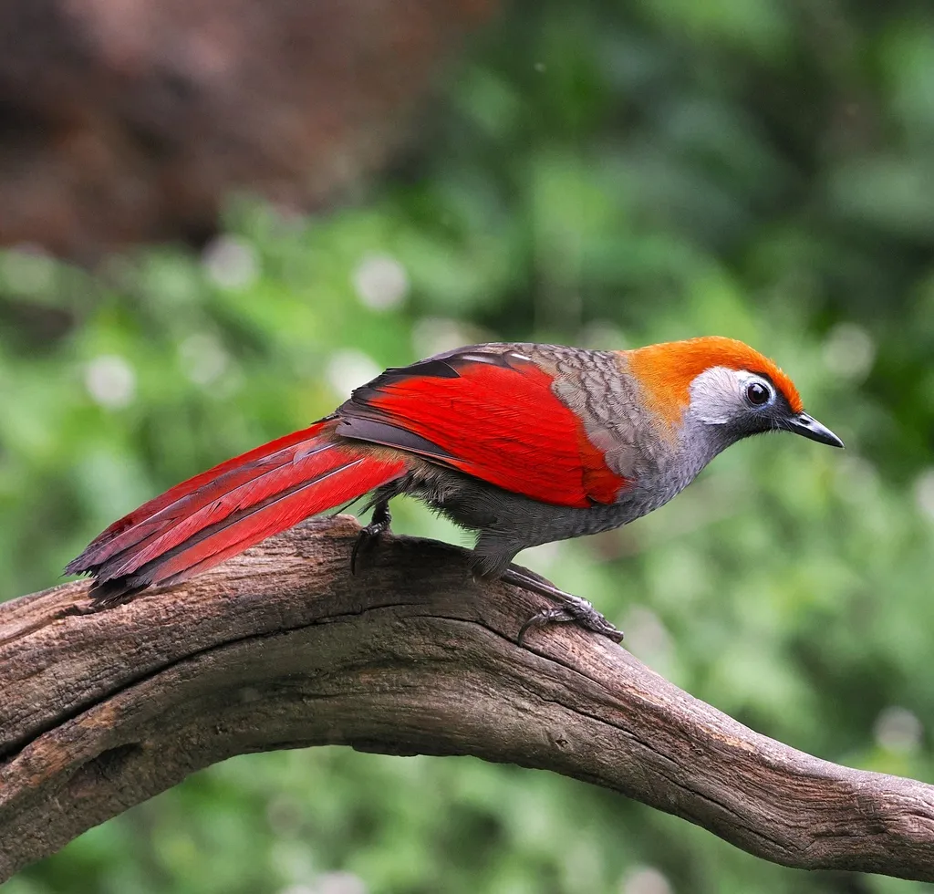 赤尾噪鹛(Trochalopteron milnei)