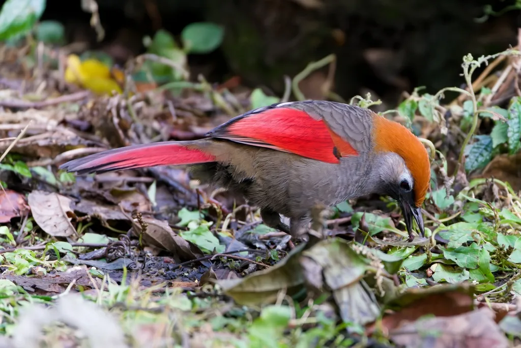 赤尾噪鹛(Trochalopteron milnei)