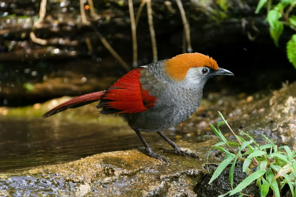 赤尾噪鹛(Trochalopteron milnei)