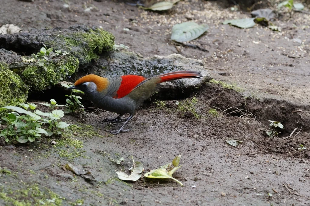 赤尾噪鹛(Trochalopteron milnei)