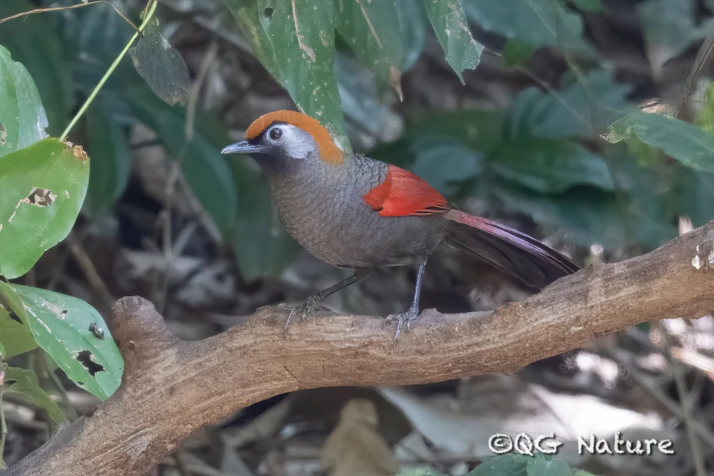 赤尾噪鹛(Trochalopteron milnei)