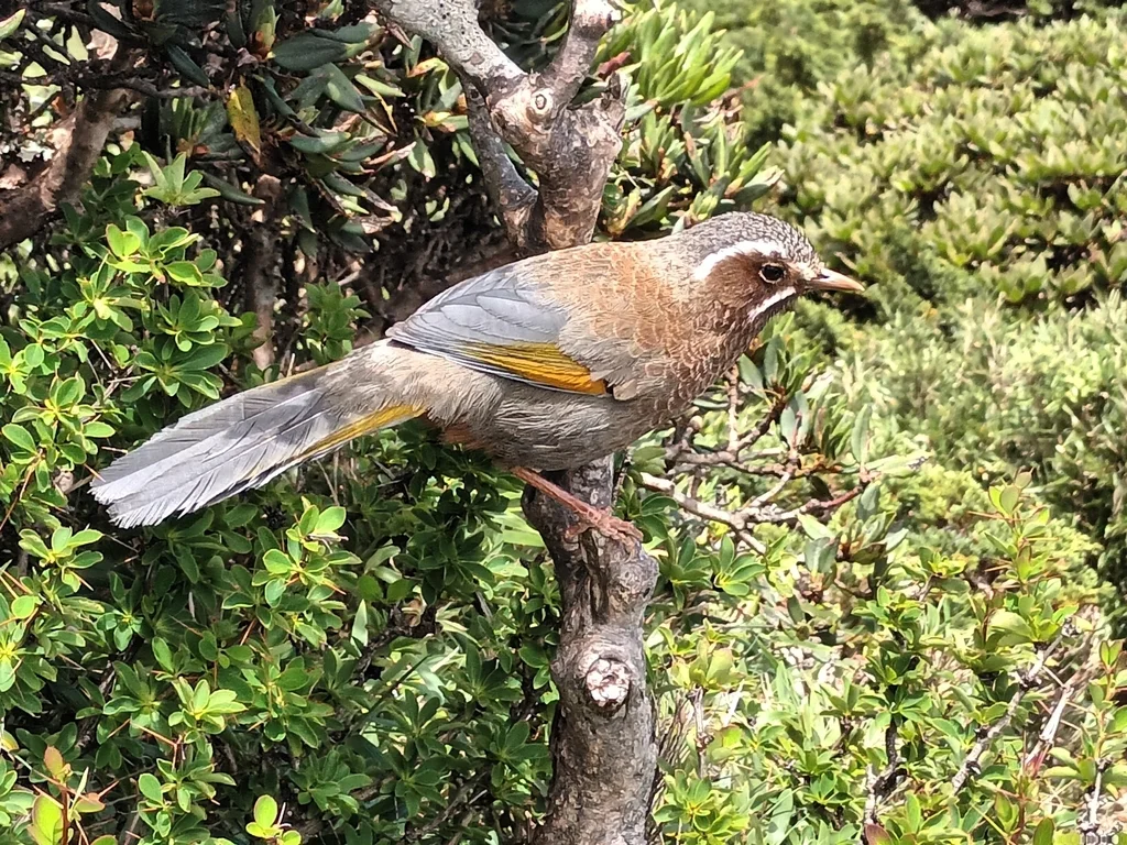 玉山噪鹛(Trochalopteron morrisonianum)