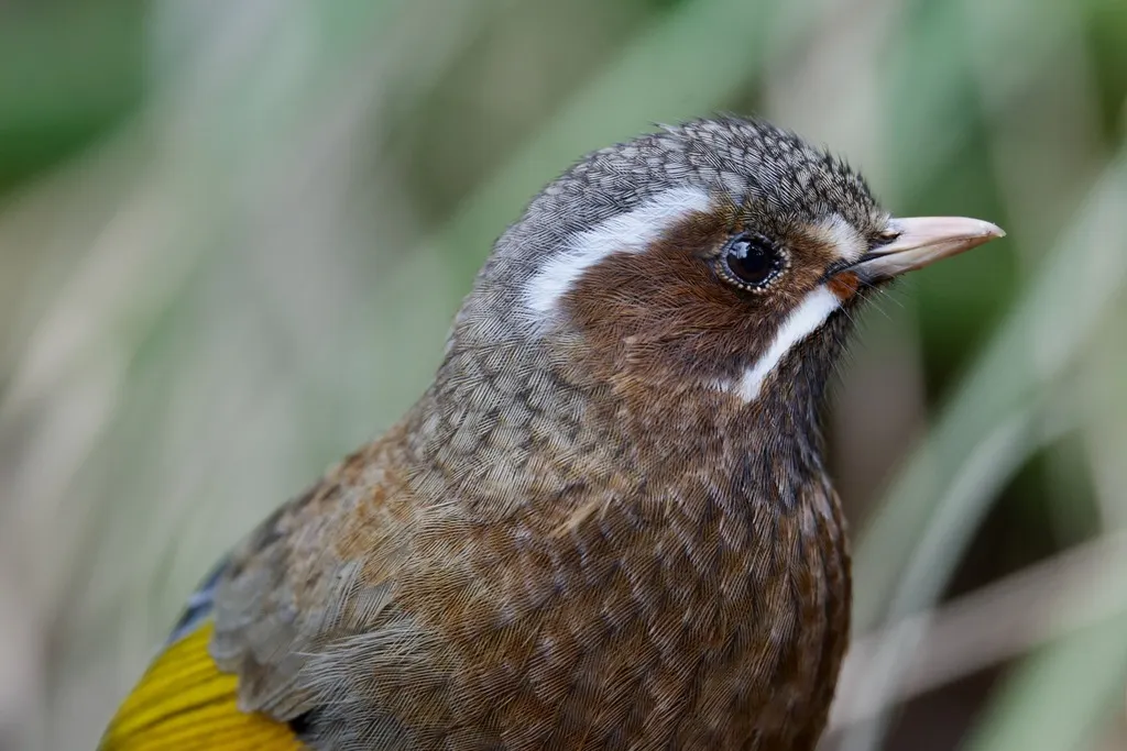 玉山噪鹛(Trochalopteron morrisonianum)