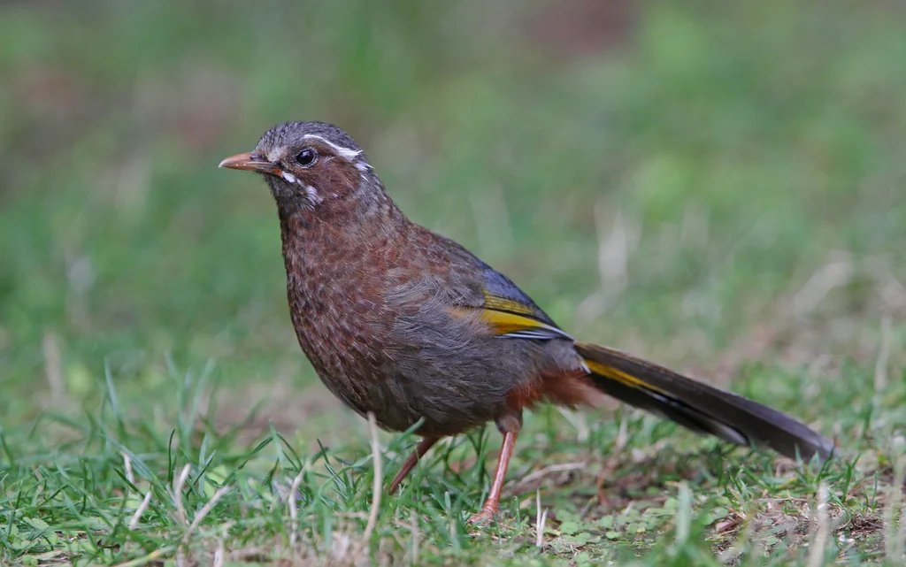 玉山噪鹛(Trochalopteron morrisonianum)