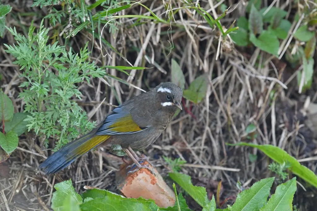 玉山噪鹛(Trochalopteron morrisonianum)