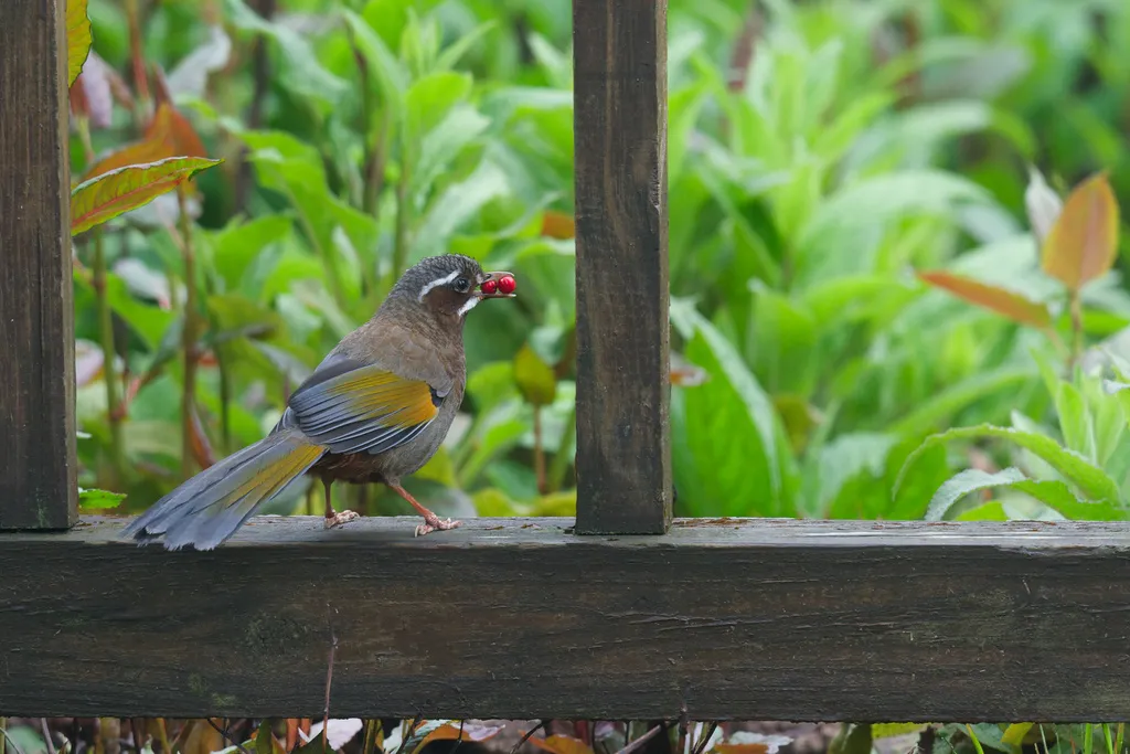 玉山噪鹛(Trochalopteron morrisonianum)