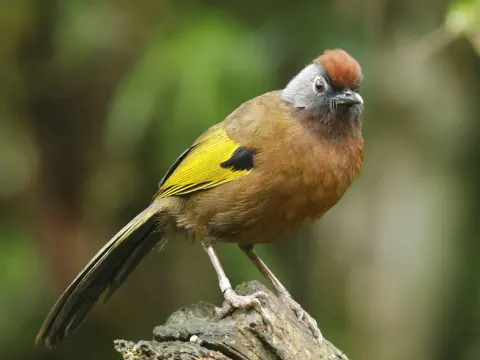 马来噪鹛