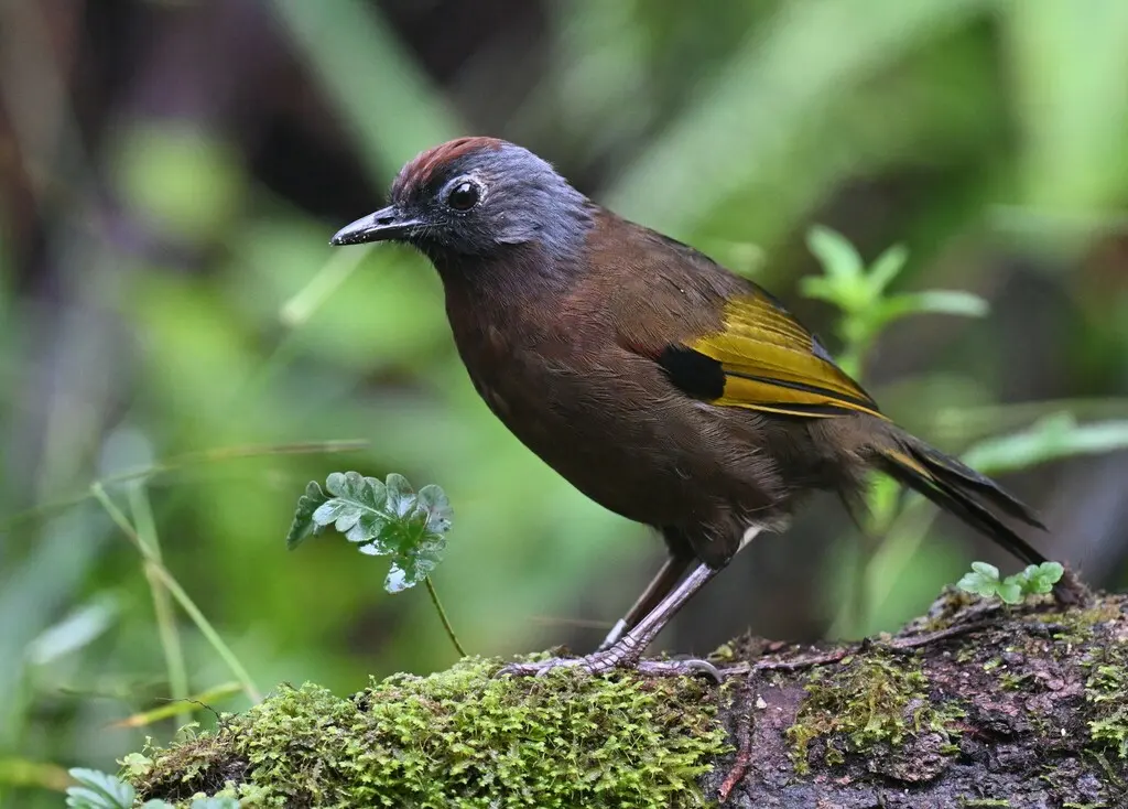 马来噪鹛(Trochalopteron peninsulae)