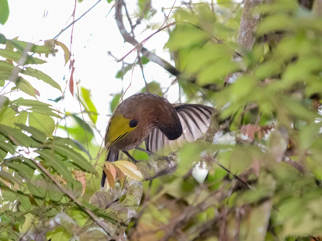 马来噪鹛(Trochalopteron peninsulae)