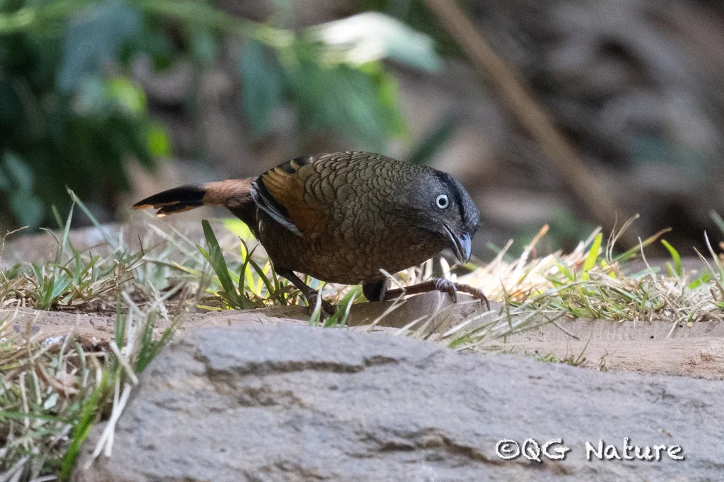 蓝翅噪鹛(Trochalopteron squamatum)