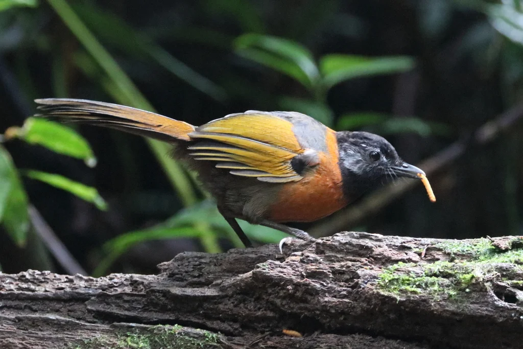 纹枕噪鹛(Trochalopteron yersini)