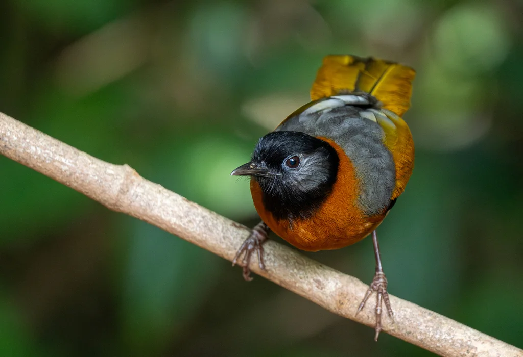 纹枕噪鹛(Trochalopteron yersini)