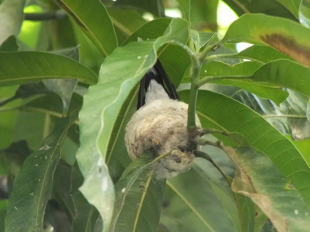 红嘴长尾蜂鸟（Trochilus polytmus）