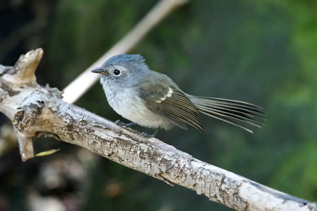 非洲凤头鹟(Trochocercus cyanomelas)