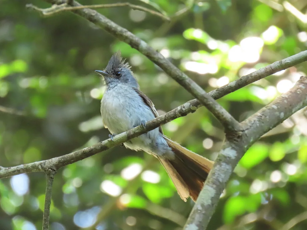 非洲凤头鹟(Trochocercus cyanomelas)