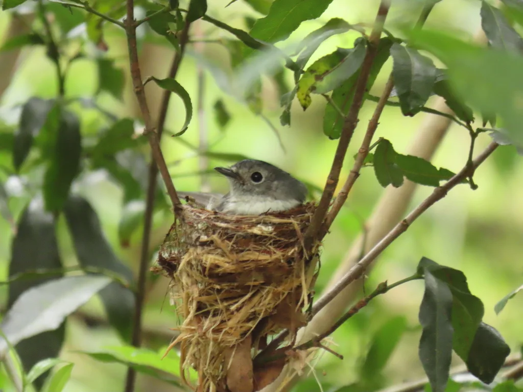 非洲凤头鹟(Trochocercus cyanomelas)