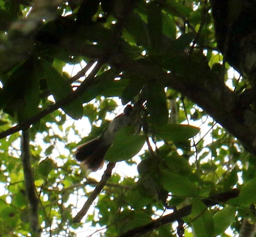 非洲凤头鹟(Trochocercus cyanomelas)