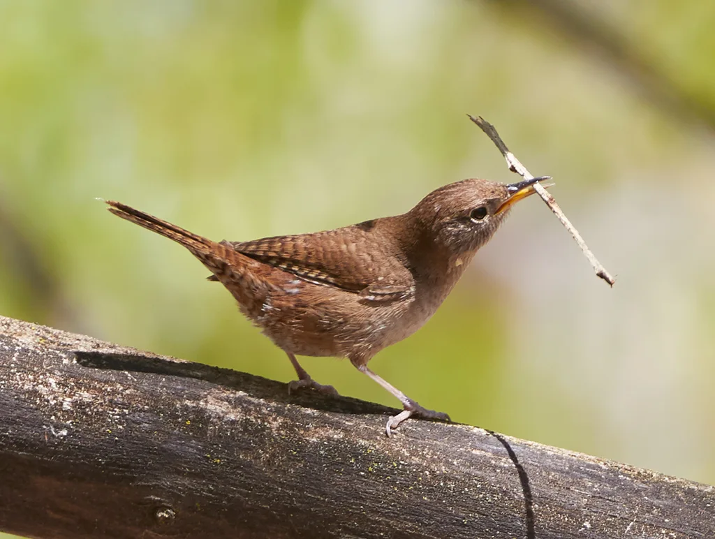 莺鹪鹩(Troglodytes aedon)