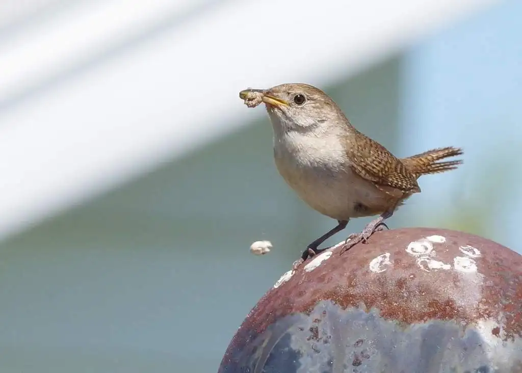 莺鹪鹩(Troglodytes aedon)