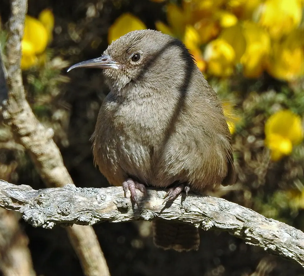 科氏鹪鹩（Troglodytes cobbi）
