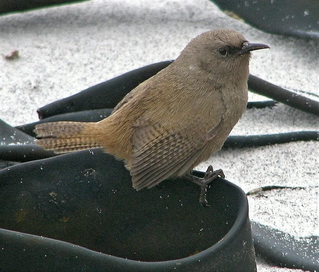 科氏鹪鹩（Troglodytes cobbi）