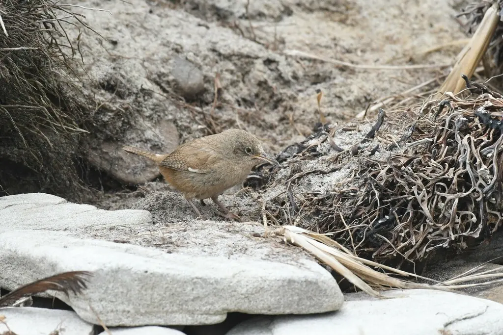 科氏鹪鹩（Troglodytes cobbi）
