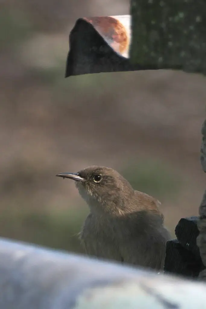 科氏鹪鹩（Troglodytes cobbi）