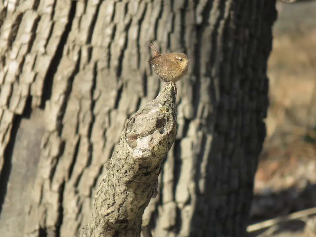 冬鹪鹩(Troglodytes hiemalis)