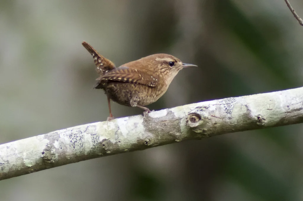 冬鹪鹩(Troglodytes hiemalis)