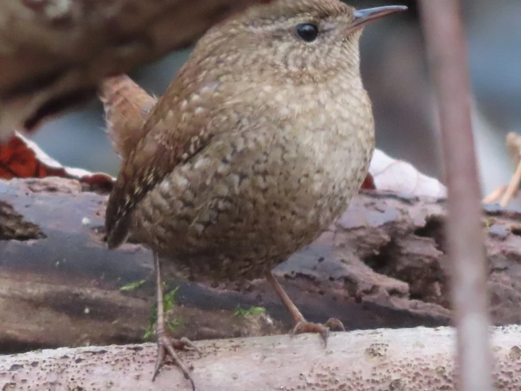 冬鹪鹩(Troglodytes hiemalis)