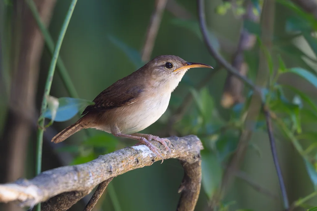 圣卢西亚鹪鹩(Troglodytes mesoleucus)