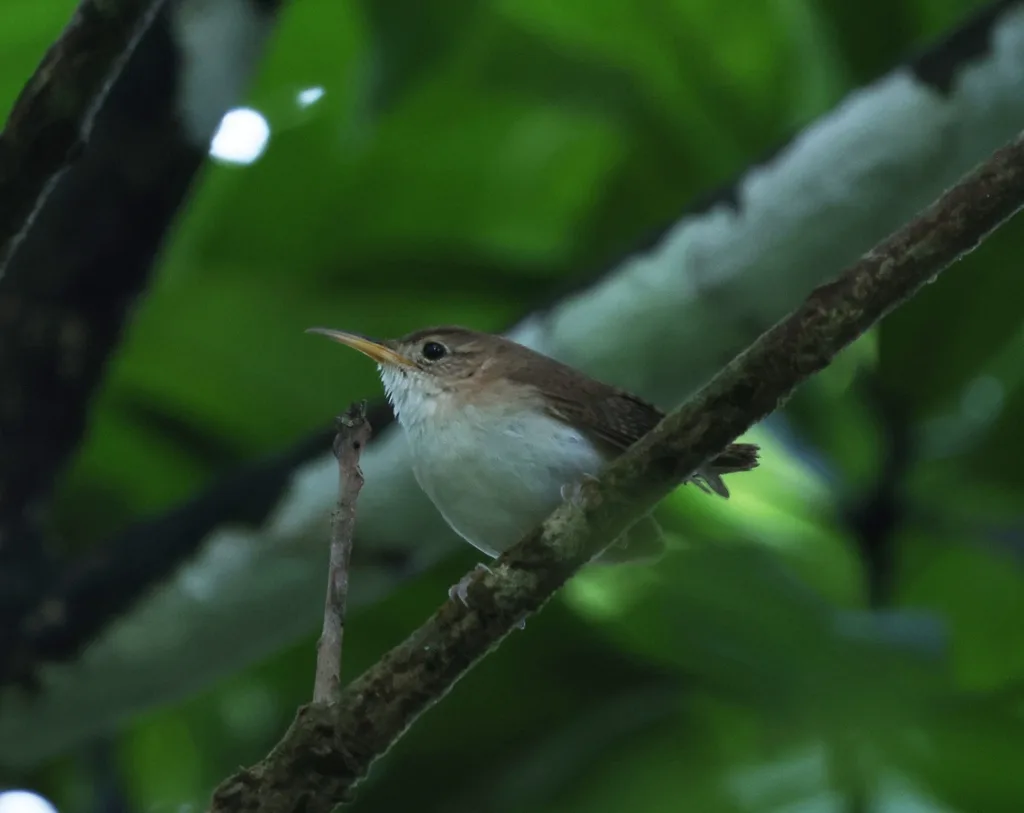 圣卢西亚鹪鹩(Troglodytes mesoleucus)