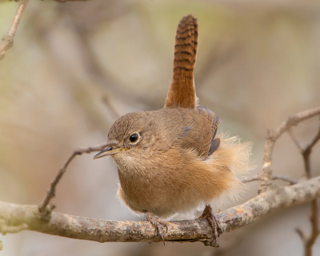 南鹪鹩（Troglodytes musculus）