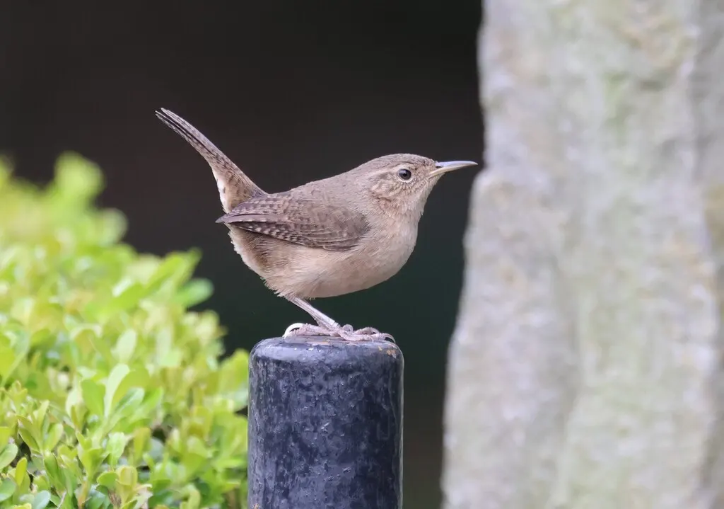 南鹪鹩（Troglodytes musculus）