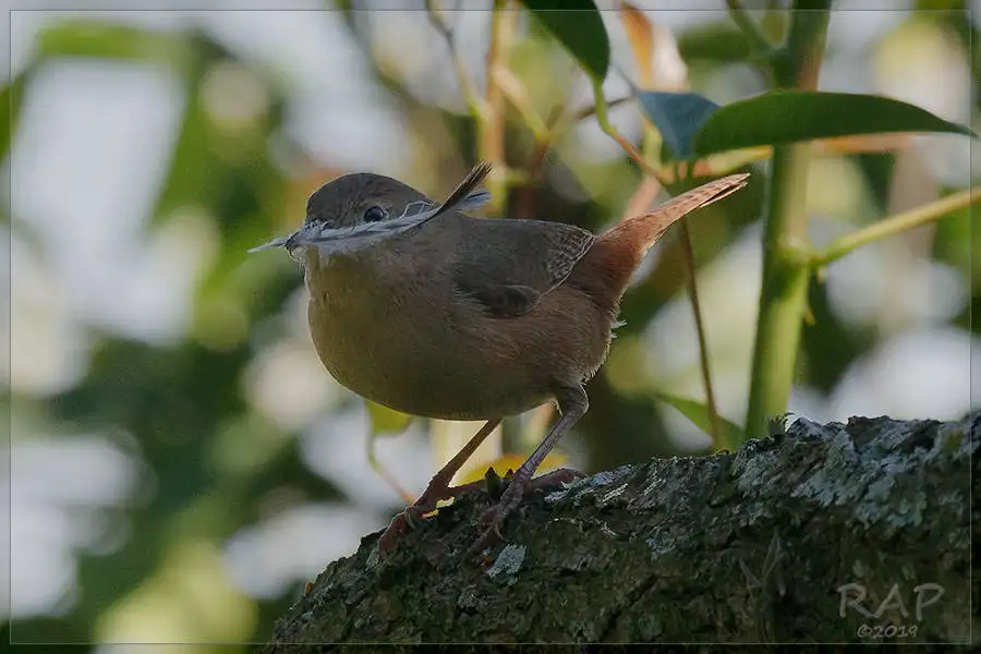 南鹪鹩（Troglodytes musculus）