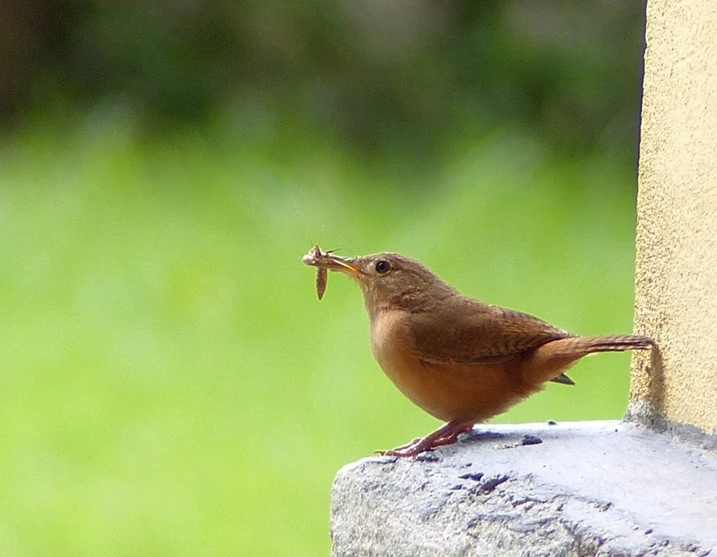 南鹪鹩（Troglodytes musculus）