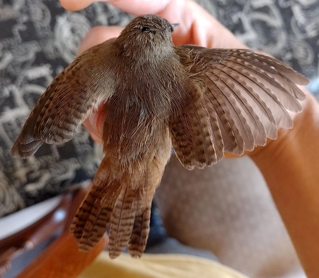 南鹪鹩（Troglodytes musculus）