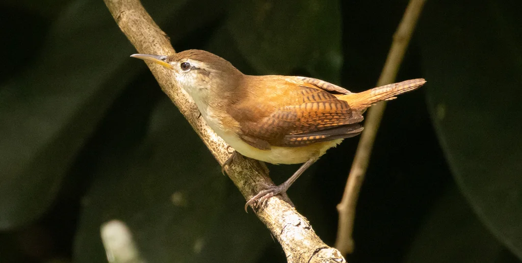 圣文森特鹪鹩(Troglodytes musicus)