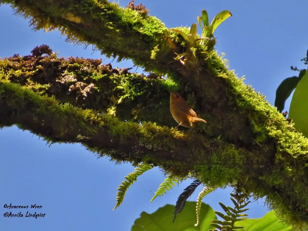 赭鹪鹩(Troglodytes ochraceus)