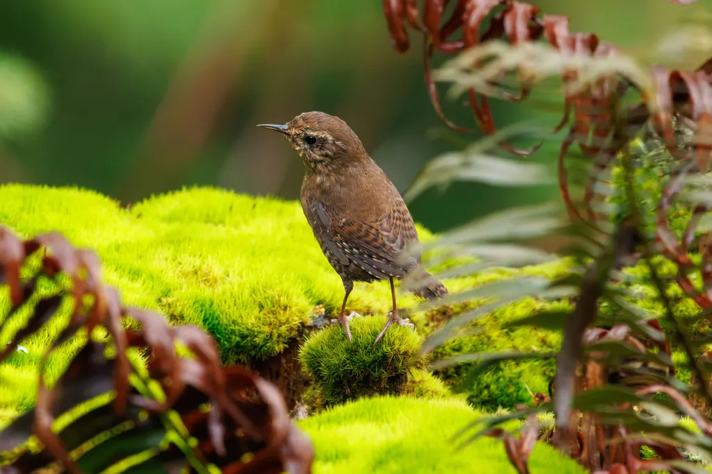 阿拉斯加鹪鹩(Troglodytes pacificus)