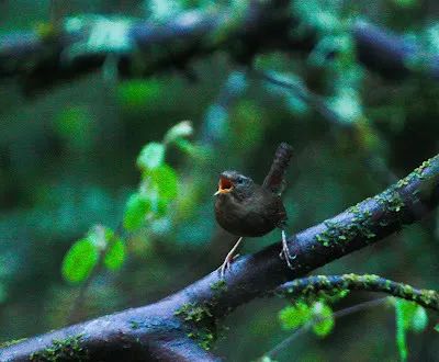 阿拉斯加鹪鹩(Troglodytes pacificus)
